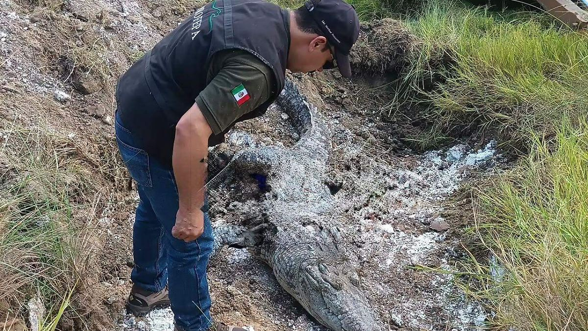 Hallan muerto a cocodrilo de casi tres metros en la Laguna del Carpintero; investigan la causa