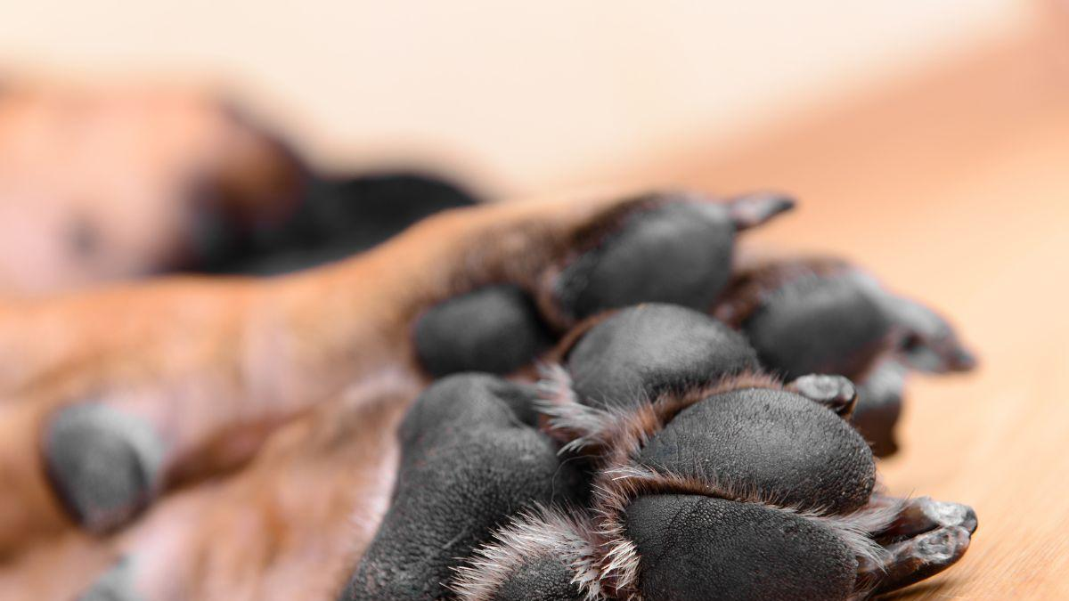 Denuncian envenenamiento masivo de perros y gatos Querétaro; ofrecen recompensa por el responsable