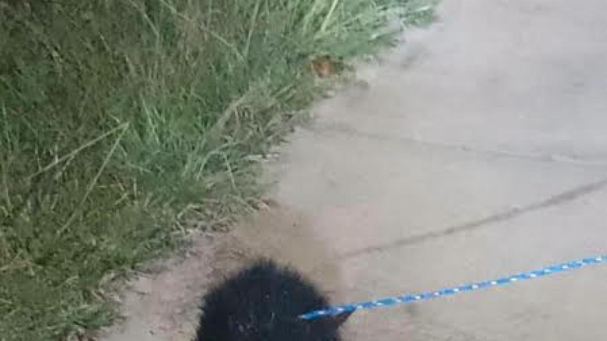 Rescatan a un puercoespín que era paseado con correa como si fuera un perro