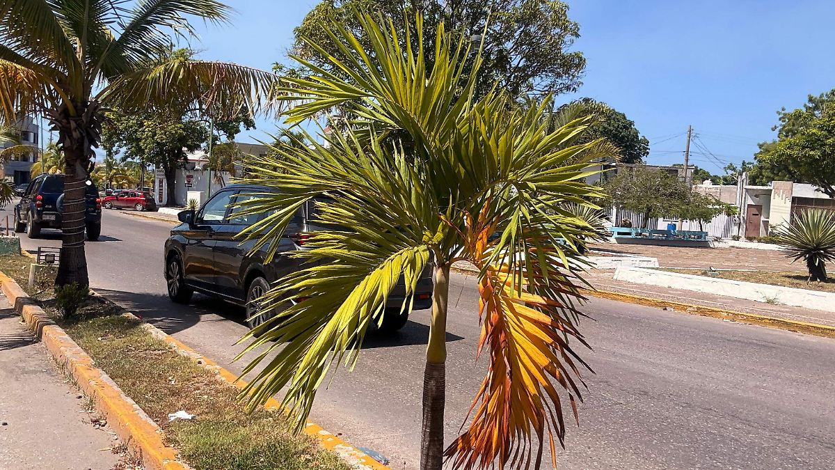 ¿Hongo o insecto? Plaga afecta palmeras en camellones de Ciudad Madero; buscan la causa