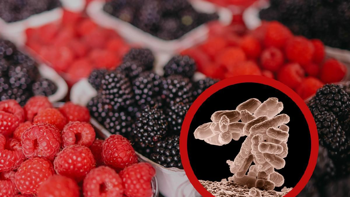 Retiran FAMOSOS frutos rojos por brote de E. coli; 17 infectados y seis hospitalizados Retiran FAMOSOS frutos rojos por brote de E. coli; 17 infectados y seis hospitalizados