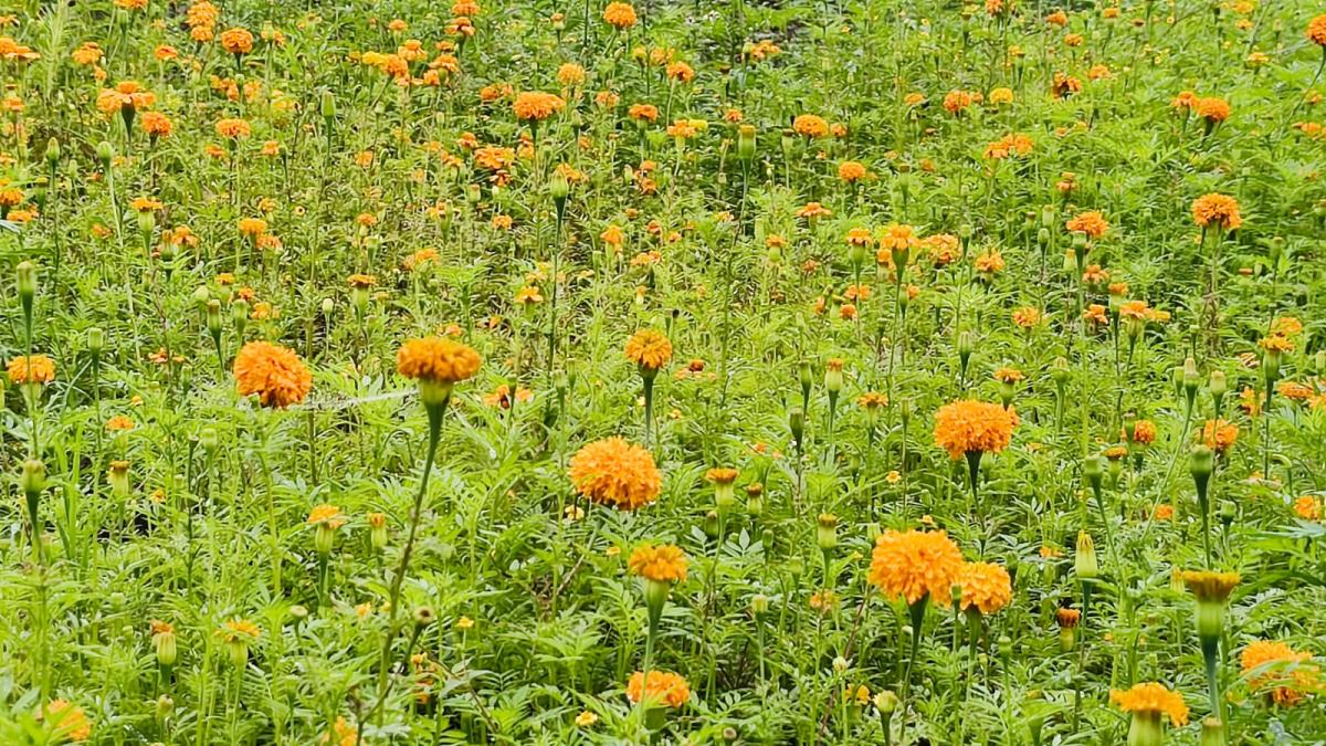 San Pablo Coapan, listo para cosechar miles de flores de cempasúchil