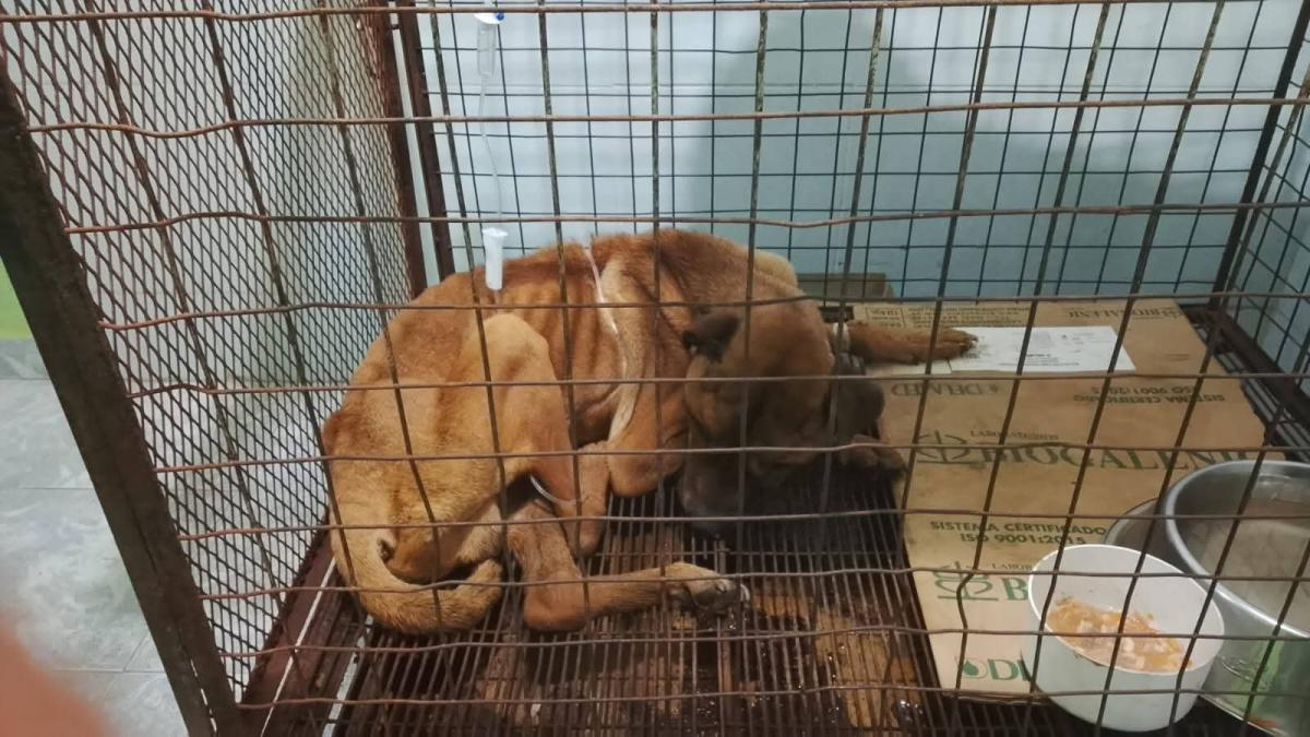 Rescatan a perro que se encontraba “casi en los huesos” dentro de fraccionamiento Rescatan a perro que se encontraba “casi en los huesos” dentro de fraccionamiento