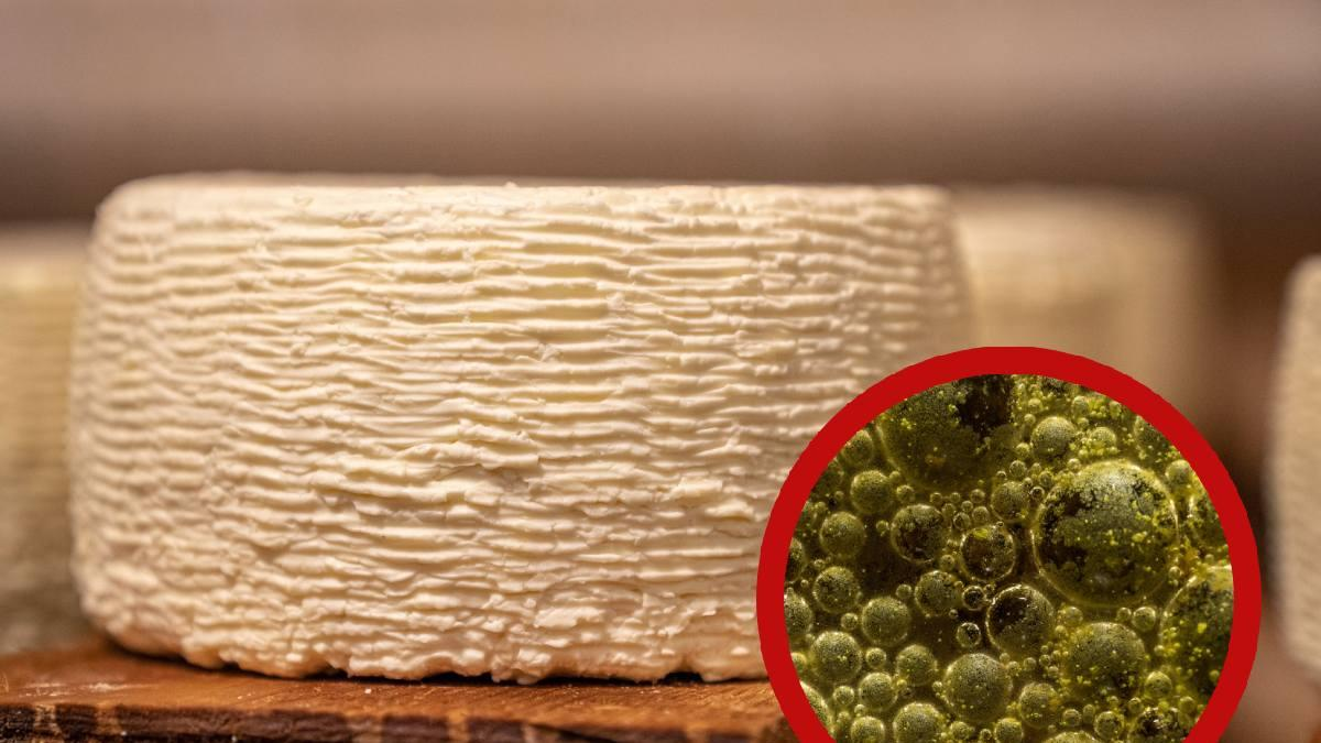 Retiran famoso queso crudo por posible contaminación con E. coli Retiran famoso queso crudo por posible contaminación con E. coli