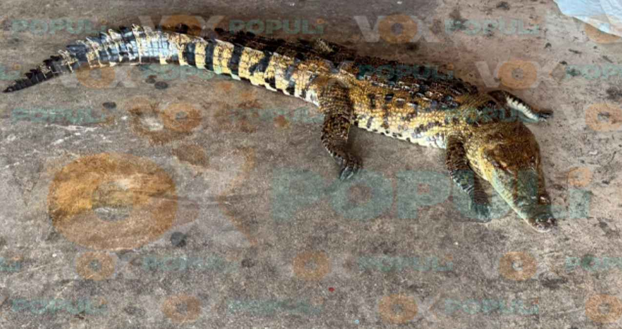 Muere cocodrilo atropellado junto a la Laguna del Carpintero en Tampico, Tamaulipas